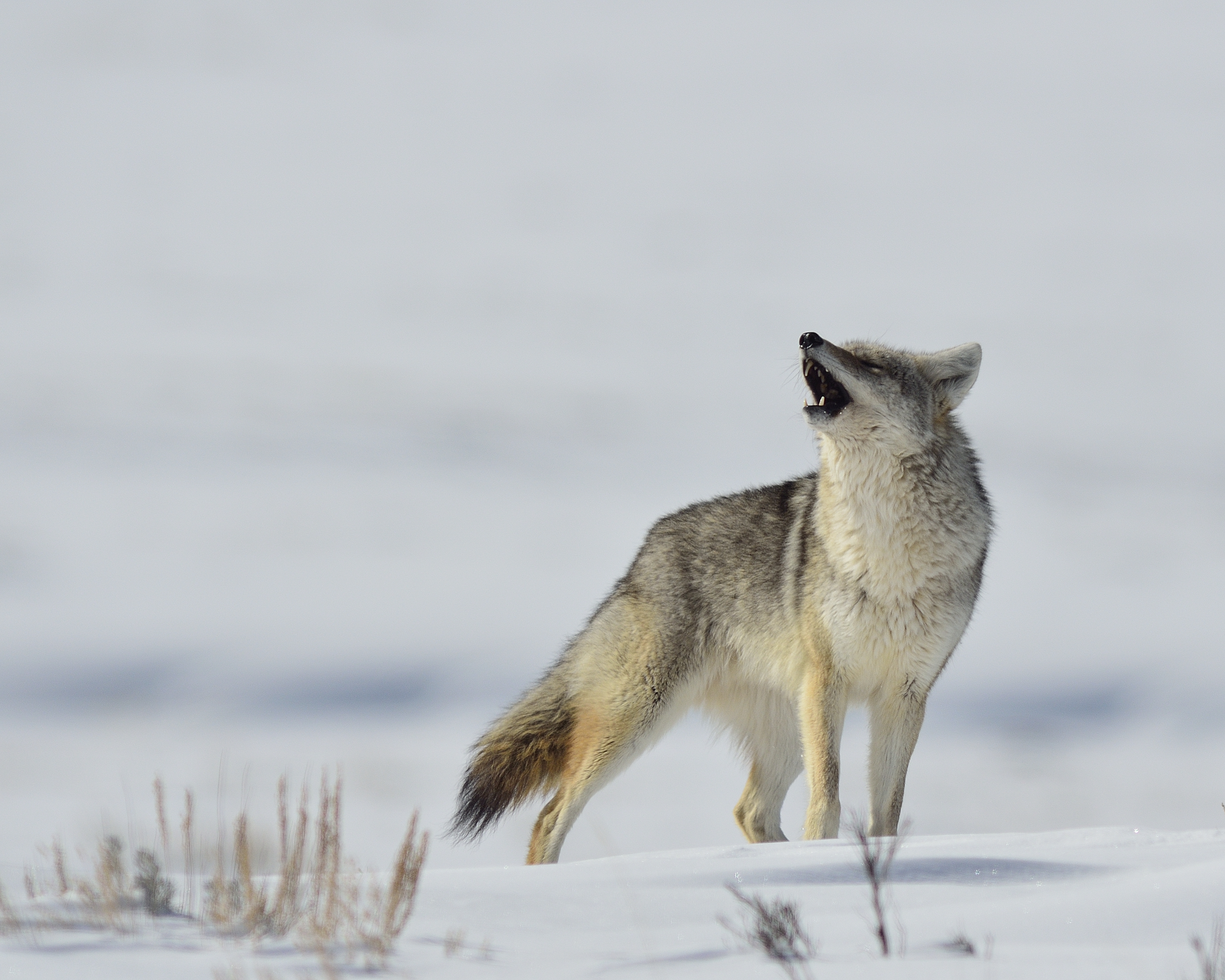 Coyote in winter - Yellowstone 