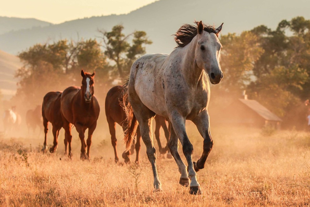 Horses Running in Montana 