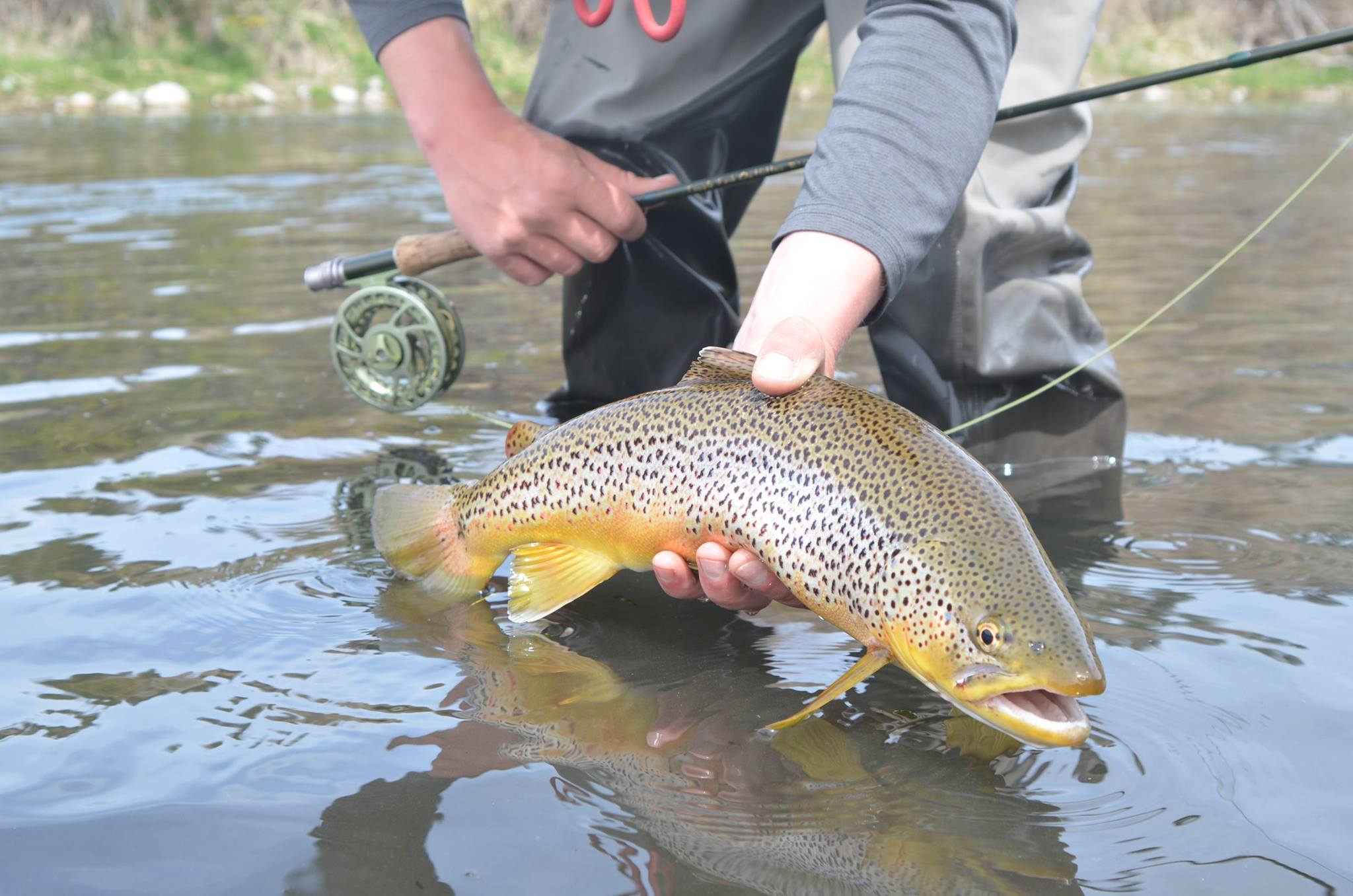 Big trout on the Yellowstone River - Montana Adventure Guides 