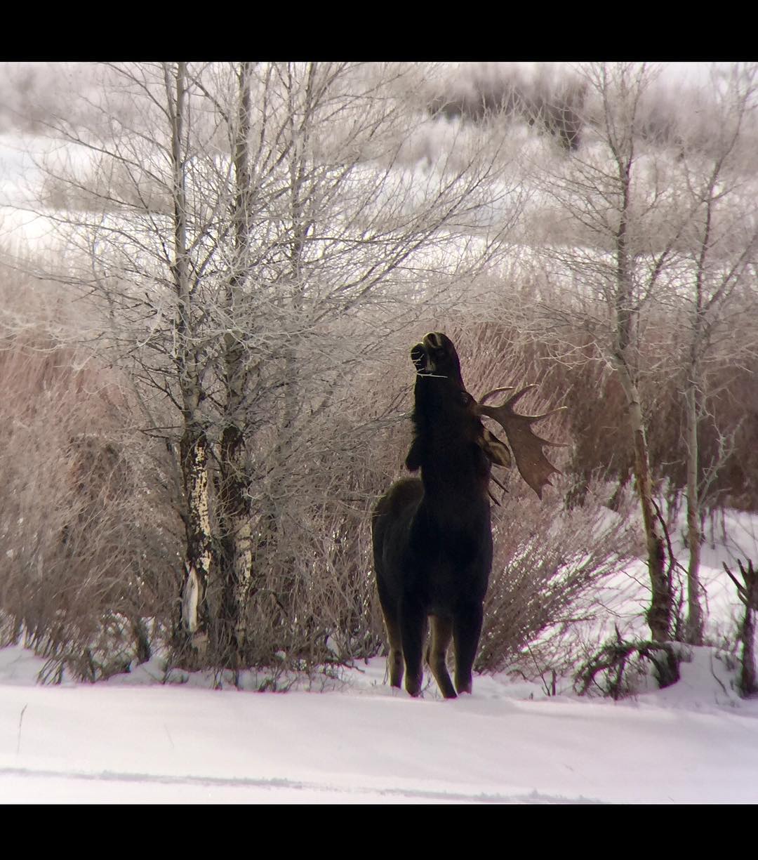 A moose eating in Yellowstone 